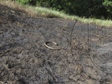 Желтопузик-тракийский_гибель_2